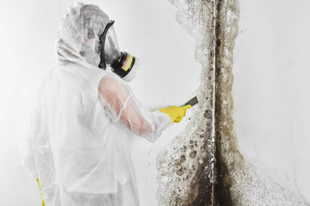 Best Post-Flood Mold Remediation in Kenosha, WI