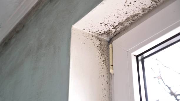 Best Mold Remediation for Specific Building Types in Kenosha, WI