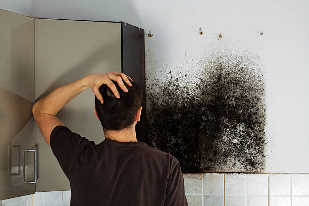 Professional Mold Remediation in Kenosha, WI